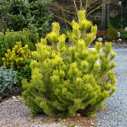         Pinus mugo  Zundert